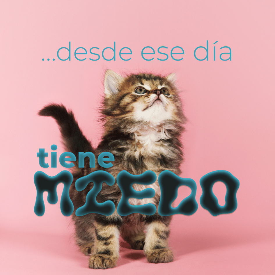 bestfriendsmx_bestfriends_catsfriends_catsfriendsmx_gato.friendly_sandra.ortiz_gatos_miedo_gato.miedoso_miedo.de.gato
