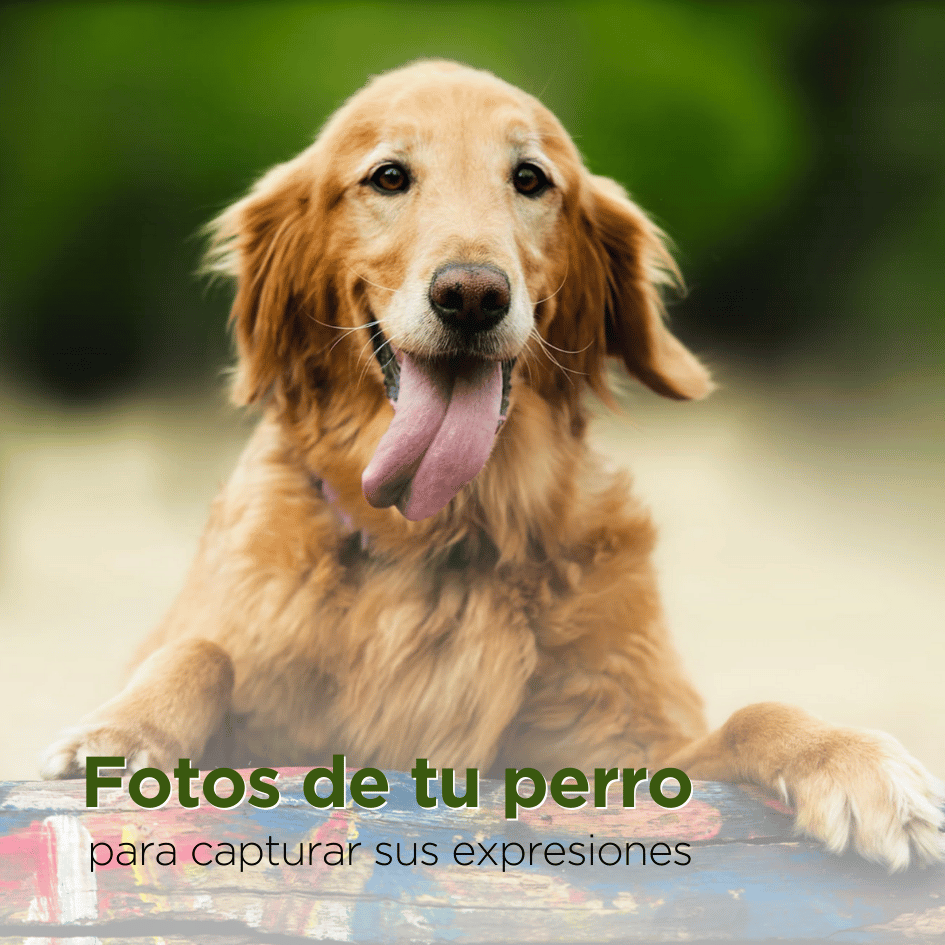 bestfriendsmx_bestfriends_catsfriends_catsfriendsmx_alma.morell_fotografa.de.animales_fotos.de.perro_fotos.para.perro_tips