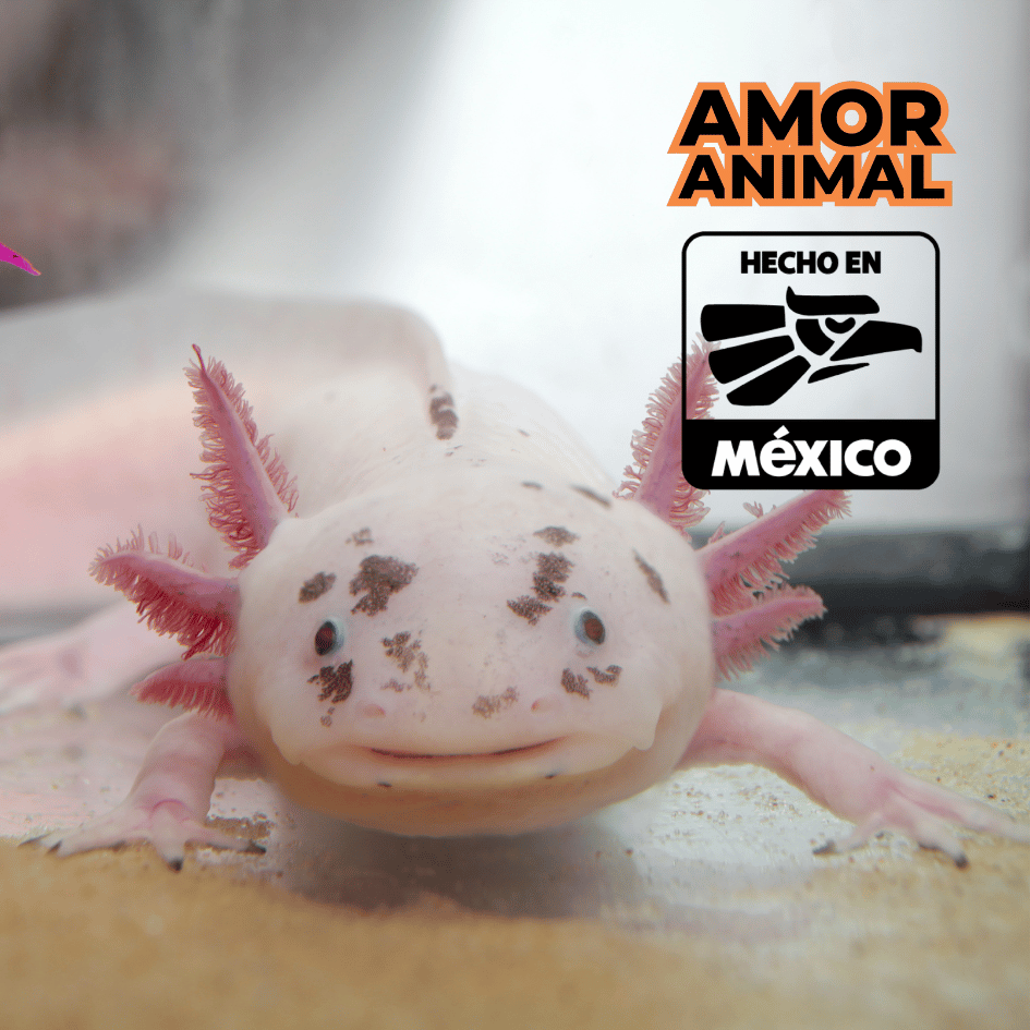 bestfriendsmx_bestfriends_catsfriends_catsfriendsmx_animales.mexicanos_quetzalcoatl_ajolote_xolotl_dioses.mexicanos_cultura.mexicana