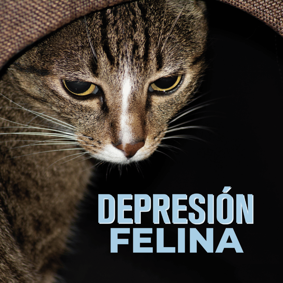 bestfriendsmx_bestfriends_catsfriends_catsfriendsmx_depresion.felina_gato.triste_gato.en.luto_claudia.edwards_feromonas_felinos