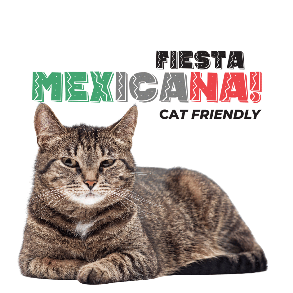 bestfriendsmx_bestfriends_catsfriends_catsfriendsmx_fiesta.mexicana_fiesta.y.gatos_gato_gato.estresado_ruido_paco.colmenares