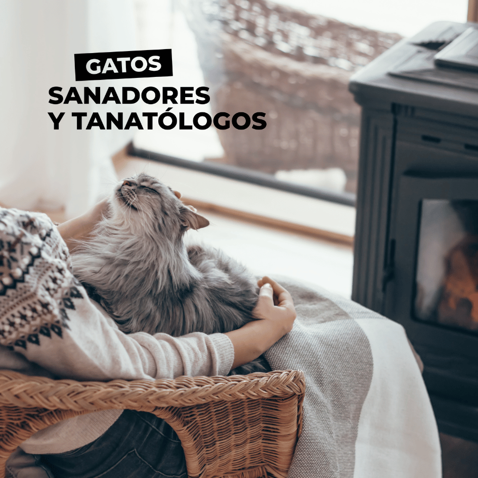 bestfriendsmx_bestfriends_catsfriends_catsfriendsmx_gatos.sanadores_gatos_gatos_salud.mental_gatos.tanatologos_tanatologia