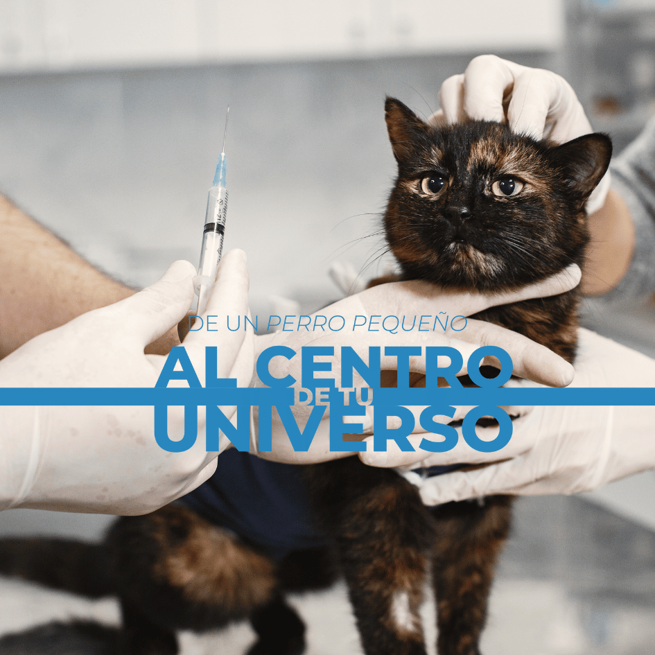 bestfriendsmx_bestfriends_catsfriends_catsfriendsmx_jesus.marin_medicina.felina_mexico_los.gatos.y.sus.enemigos.invisibles 1