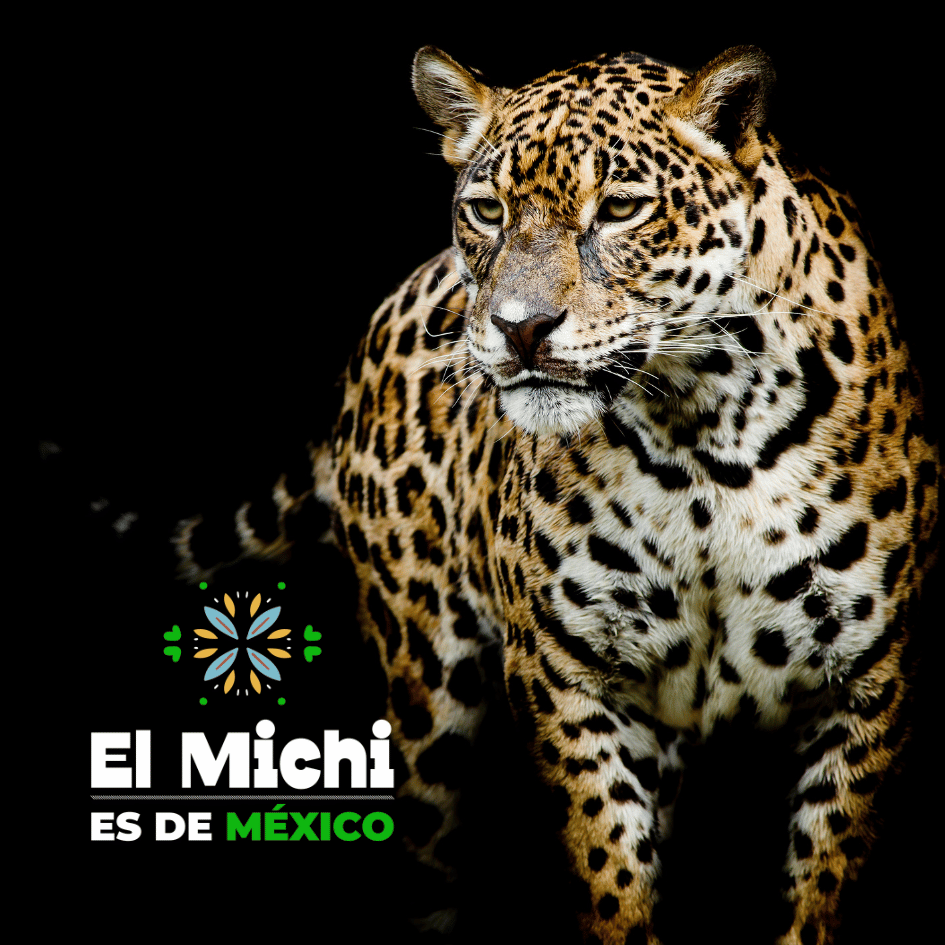 bestfriendsmx_bestfriends_catsfriends_catsfriendsmx_mexico.gatos_jaguar_historia.felina.en.mexico_paco.colmenares