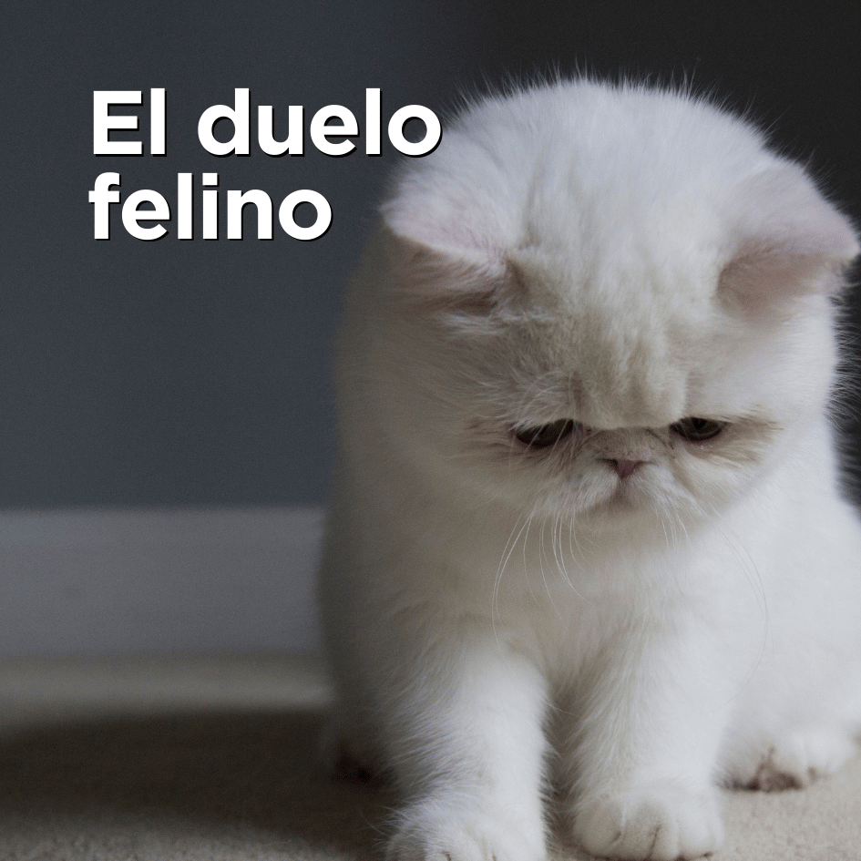 bestfriendsmx_bestfriends_catsfriends_catsfriendsmx_santra.ortiz_gato.friendly_duelo.felino_gato.triste_gato.solo_gatos
