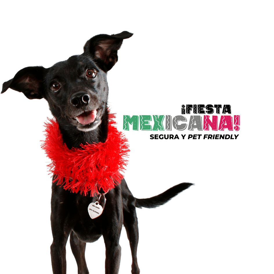 bestfriendsmx_bestfriends_catsfriends_catsfriendsmx_septiembre_mexico_perros_gatos_mes.patrio_fiestas.patrias