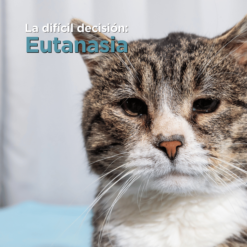 bestfriendsmx_bestfriends_catsfriends_catsfriendsmx_eutanasia.felina_jesus.marin.heredia_unam_dificil.decision_decision.final_gatos.viejos 1