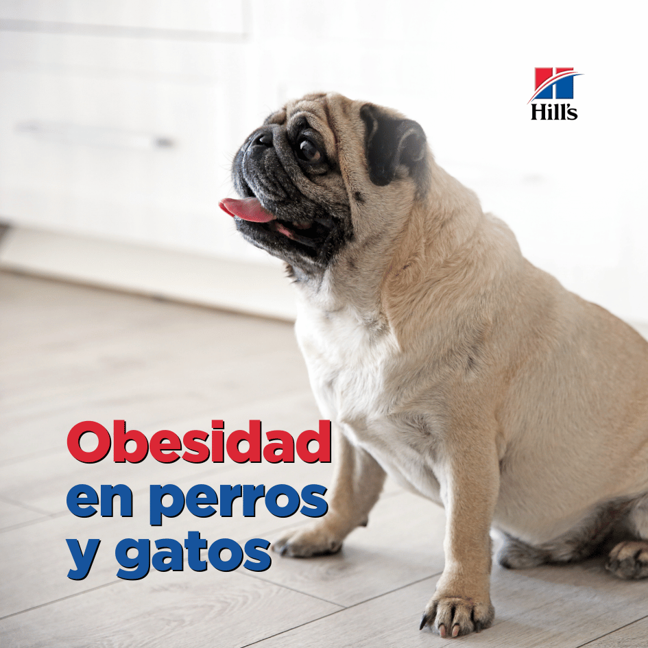 bestfriendsmx_bestfriends_catsfriends_catsfriendsmx_hills.pet.nutrition_obesidad.en.perros_obesidad.en.gatos_sobrepeso_mascotas.gordas 1