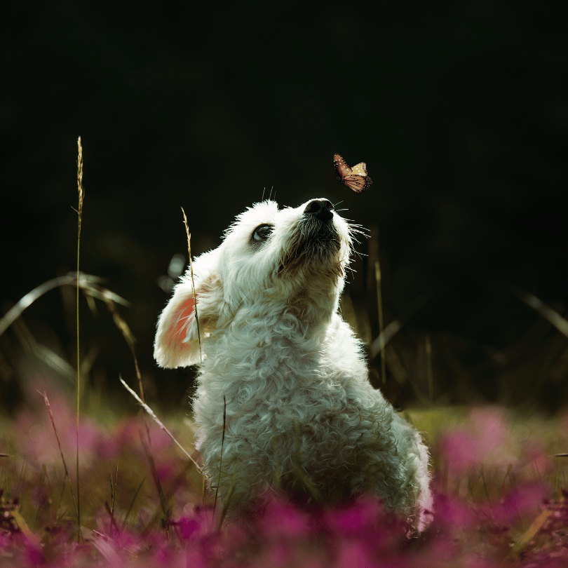 bestfriendsmx_bestfriends_catsfriends_catsfriendsmx_Alma.morell_fotografia.animal_fotos.de.animales_perros_gatos_ 8