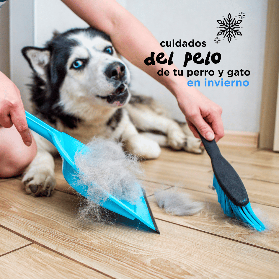 bestfriendsmx_bestfriends_catsfriends_catsfriendsmx_alma.ruiz_nickary_pelo.en.invierno_cuidados.de.pelo_perro_pelecha_gato.en.invierno