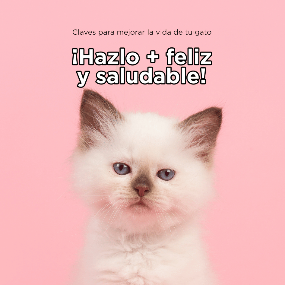 bestfriendsmx_bestfriends_catsfriends_catsfriendsmx_checklist.felino_veronica.estrada_doctora.cats._gatos.felices_gatos.sanos 1