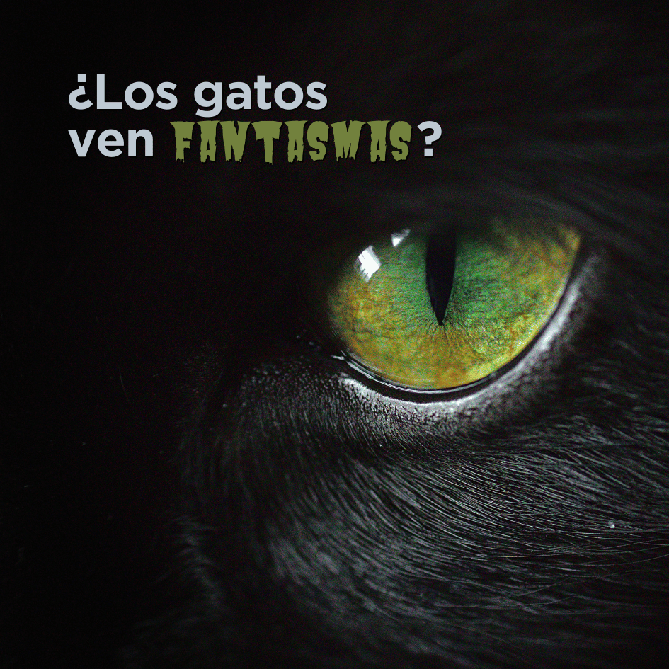 bestfriendsmx_bestfriends_catsfriends_catsfriendsmx_gatos.fantasmas_gatos.ven.fantasmas_gatos_halloween_gatos.brujas_gatos.negros