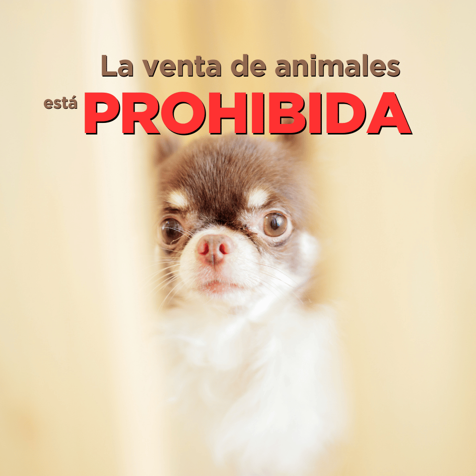 bestfriendsmx_bestfriends_catsfriends_catsfriendsmx_venta.de.animales_vende.perros_leyes.de.proteccion.animal_venta.de.mascotas_prohibido_leyes_carcel