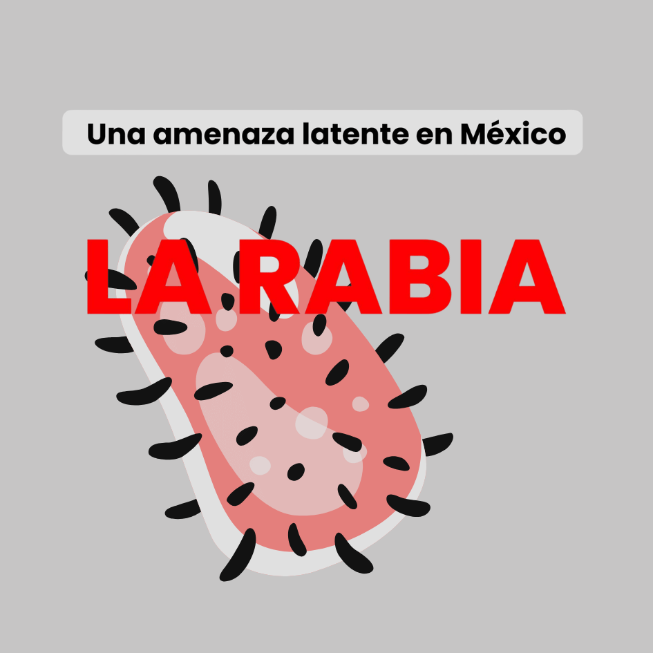bestfriendsmx_bestfriends_catsfriends_catsfriendsmx_rabia_rabia.en.mexico_claudia.edwards_perros_gatos_vacuna_medicina.preventiva