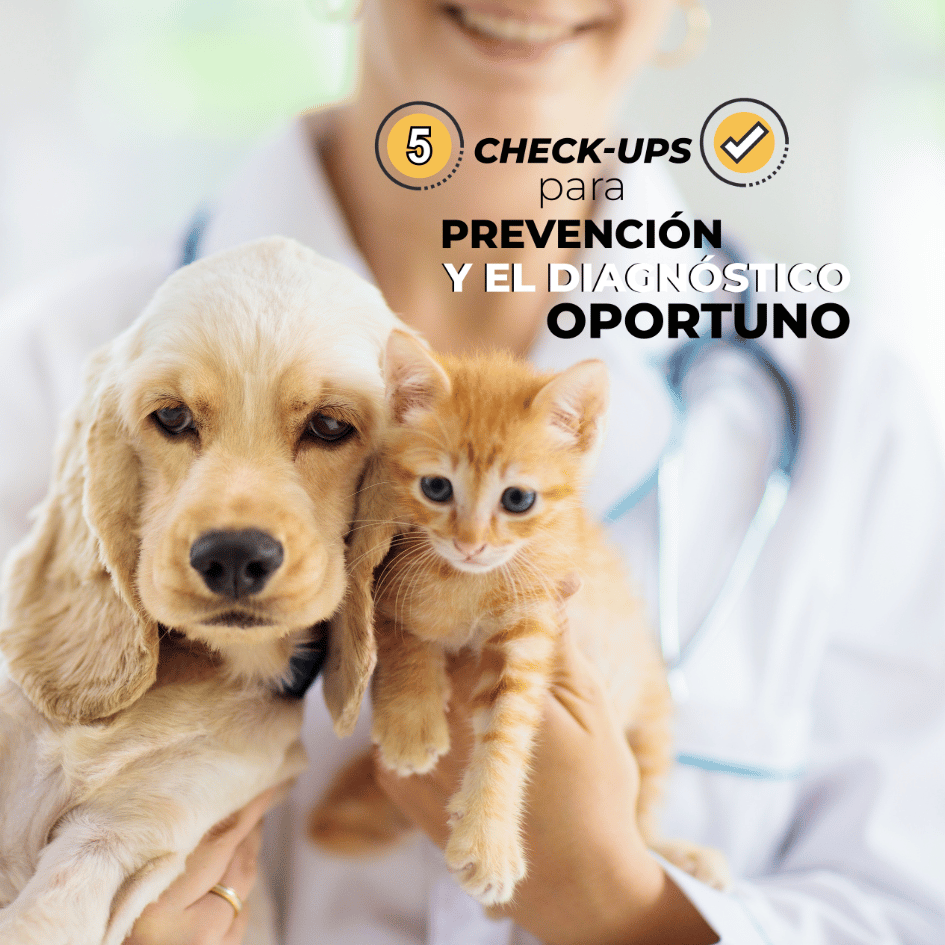 bestfriends_bestfriendsmx_checkups_medicina.preventiva_perros_gatos_salud.animal_examen.fisico_evaluacion.cardiaca_oftalmologico_ortopedico_neurologico_estudiso.de.laboratorio 1