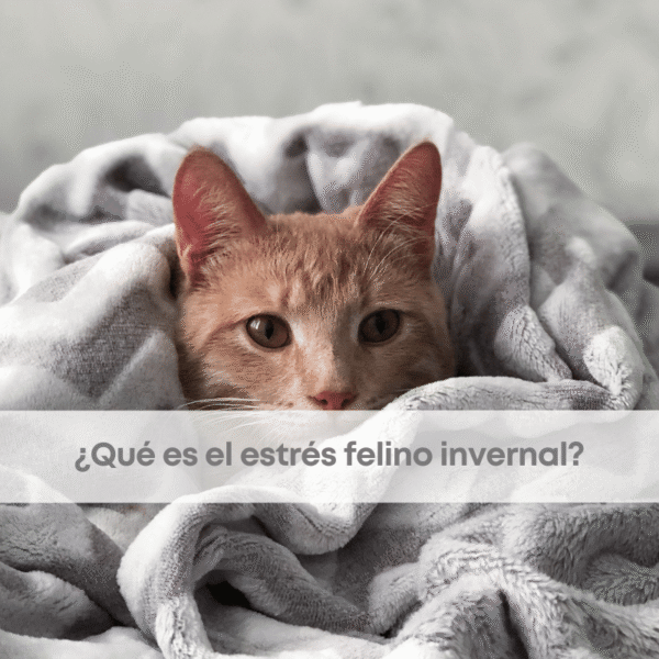 ¿Qué es el estrés felino invernal?