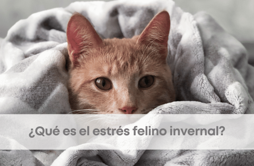 ¿Qué es el estrés felino invernal?
