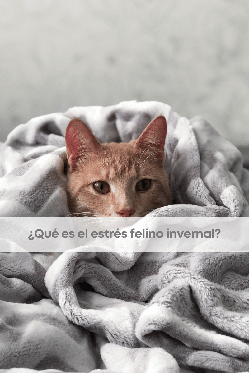 ¿Qué es el estrés felino invernal?