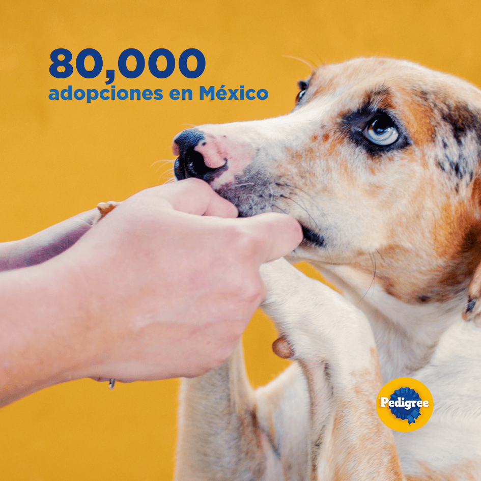 bestfriendsmx_bestfriends_catsfriends_catsfriendsmx_pedigree_pedigree.adoptame_whiskas_mars_adopcio.en.mexico_adopta_perros.gatos