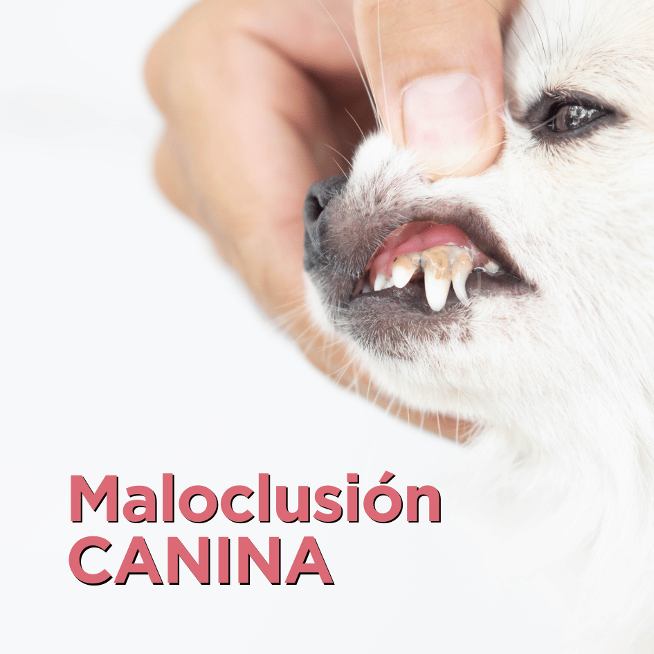 bestfriendsmx_bestfriends_catsfriends_catsfriendsmx_ana.paola.velasco_cqvet_maloclusion.canina_dientes.chuecos.en.perros_problemas.dentales_perros.gatos