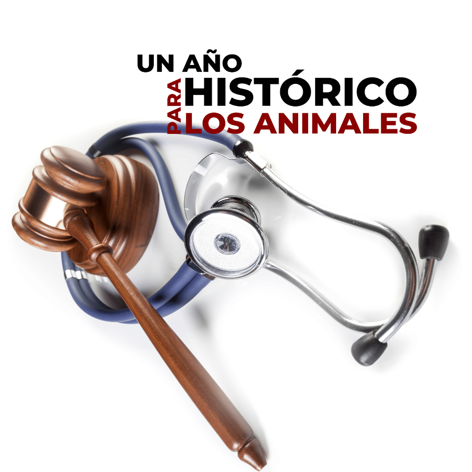 bestfriendsmx_bestfriends_catsfriends_catsfriendsmx_best.vets_perros.gatos_proteccion.animal.mexico_leyes.a.favor.de.los.animales_reformas.leyes