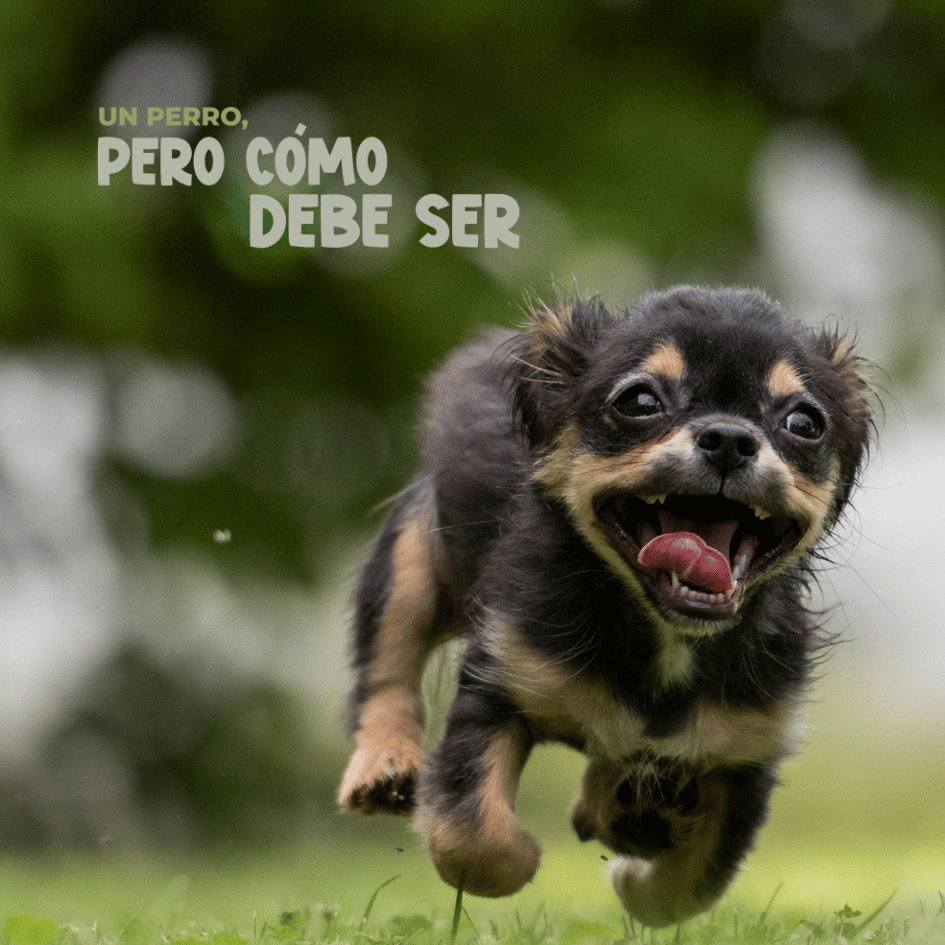 bestfriendsmx_bestfriends_catsfriends_catsfriendsmx_etovet_etologia.canina_perros_perros.unicos_perronalidad_personalidad.de.perros