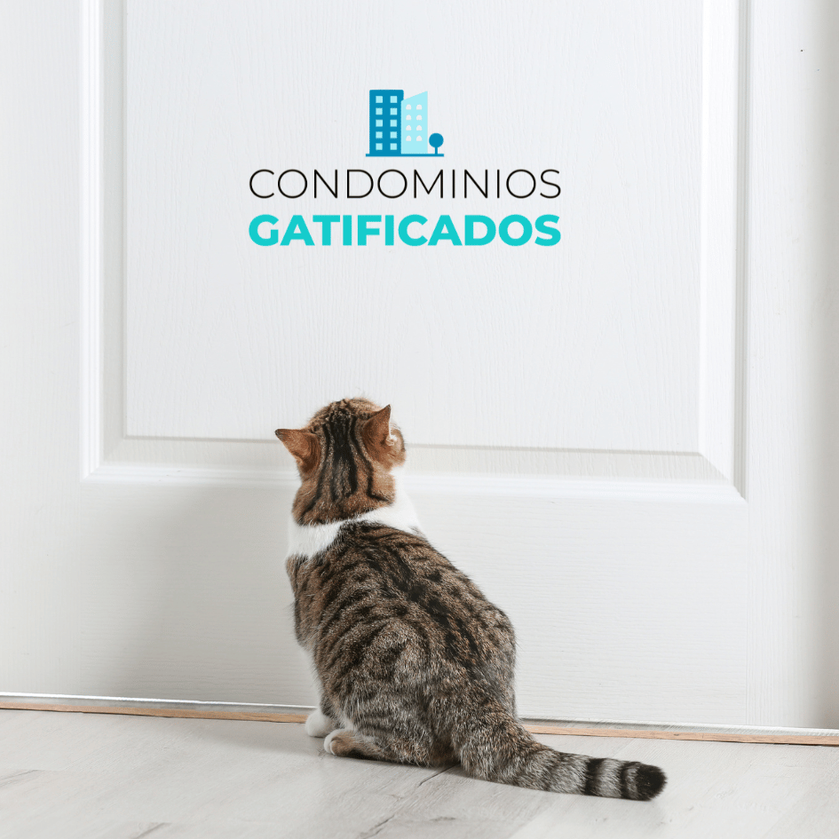bestfriendsmx_bestfriends_catsfriends_catsfriendsmx_gatofriendly_sandra.ortiz_condominios.con.gatos_gatos.en.casa_gato_mascota.felinos.en.casa 1