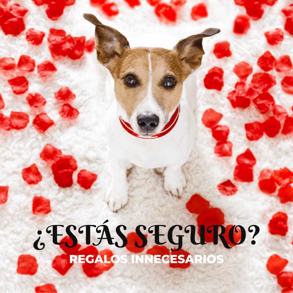 bestfriendsmx_bestfriends_catsfriends_catsfriendsmx_regalos.para.perros_san.valentin_dia.del.amor.y.la.amistad_mejores.amigos_regalos.innecesarios 1