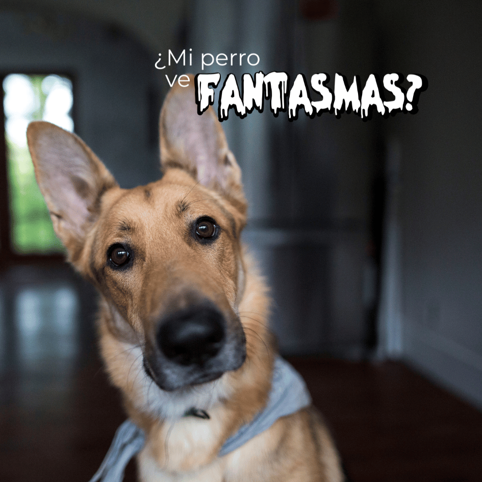 bestfriendsmx_bestfriends_catsfriends_catsfriendsmx_fantasmas_perros_olfato_percepcion.movimiento_energia_sensibilidad.auditiva_ansiedad_perro.asustado