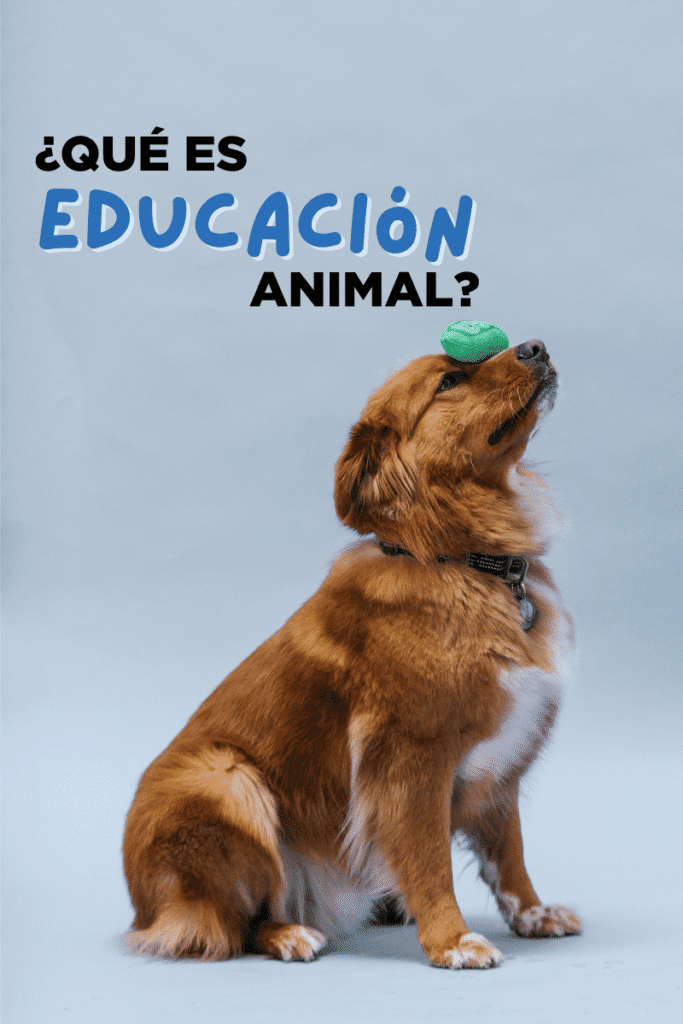 bestfriendsmx_bestfriends_catsfriends_catsfriendsmx_pedro.paredes.ramos_educacion.animal_etologia_como.aprende.los.animales-adiestramiento.canino_refuerzo.positivo_perro_gato3