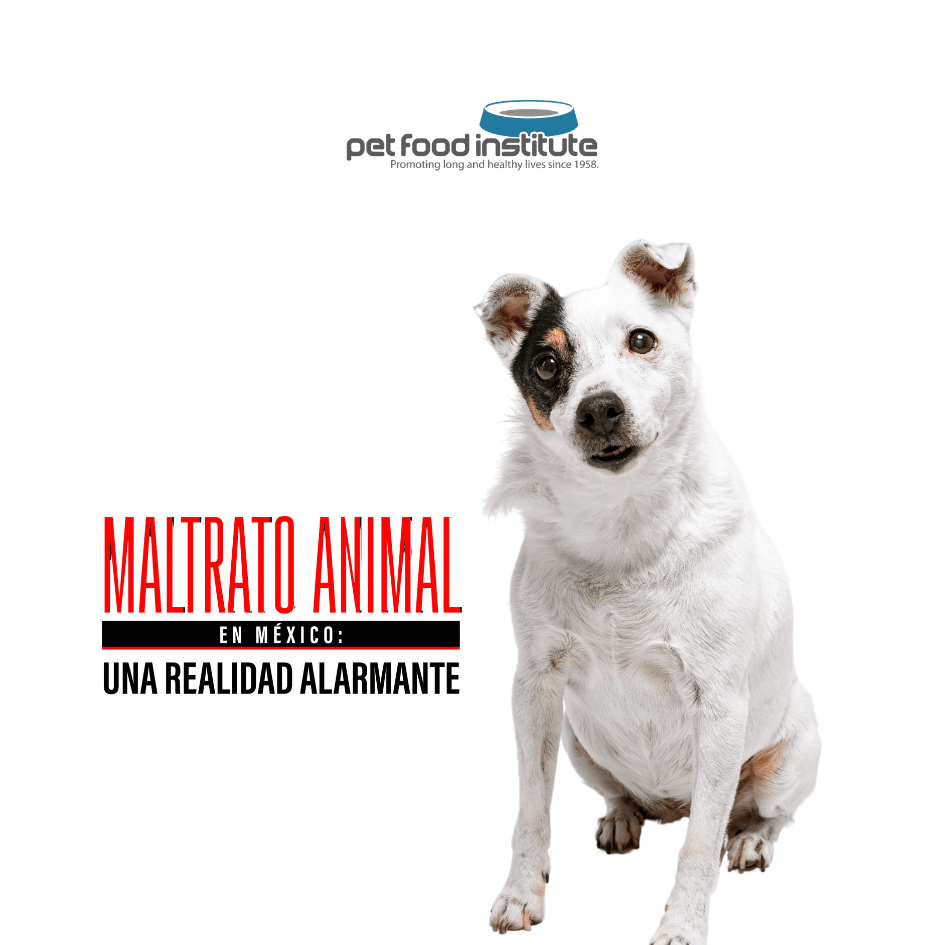 bestfriendsmx_bestfriends_catsfriends_catsfriendsmx_pet.food.institute_mascota.sana.mascota.feliz_abandono_maltrato_Mexico_mascotas_animales.de.familia_premium_super.premium 3