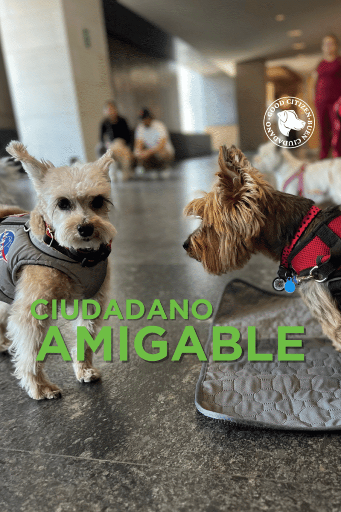 bestfriendsmx_bestfriends_good.citizen_buen.ciudadano_ciudadano.amigable_etologia_etovet_mitikah_pet.parent_claudia.edwards 3