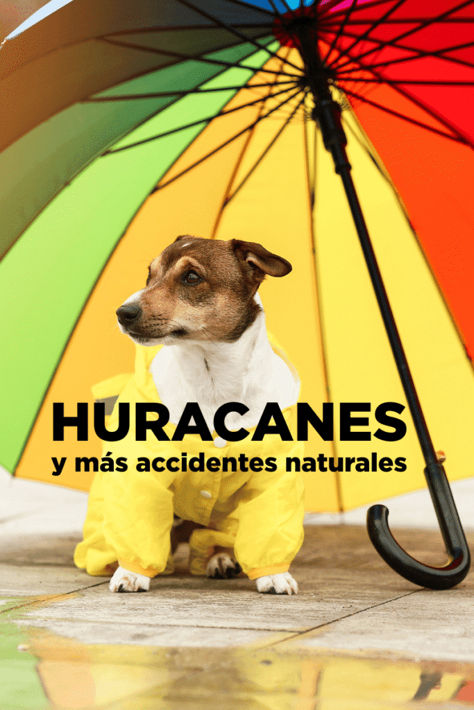 _bestfriendsmx_bestfriends_catsfriends_catsfriendsmx_accidentes.naturales_lluvia_huracan_mexico_perros.gatos_desastre.natural_cambio.climatico_mexico_alerta