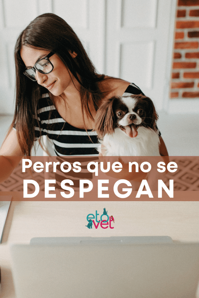 bestfriendsmx_bestfriends_catsfriends_catsfriendsmx_etovet_aline.morales_alejandro.perez.castaneda_etologia_hiperapego_perros.que.no.se.despegan_perros.pegajosos 5