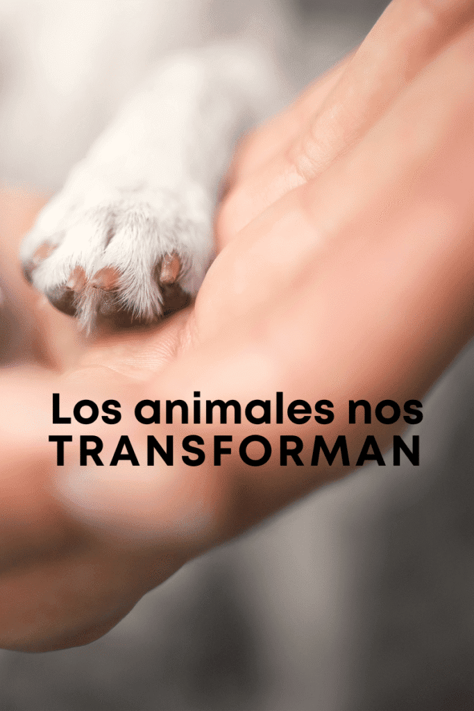 bestfriendsmx_bestfriends_catsfriends_catsfriendsmx_melissa.vega_los.animales.nos.transforman_perros.sanadores_perros.de.terapia.personal_salud.mental 2