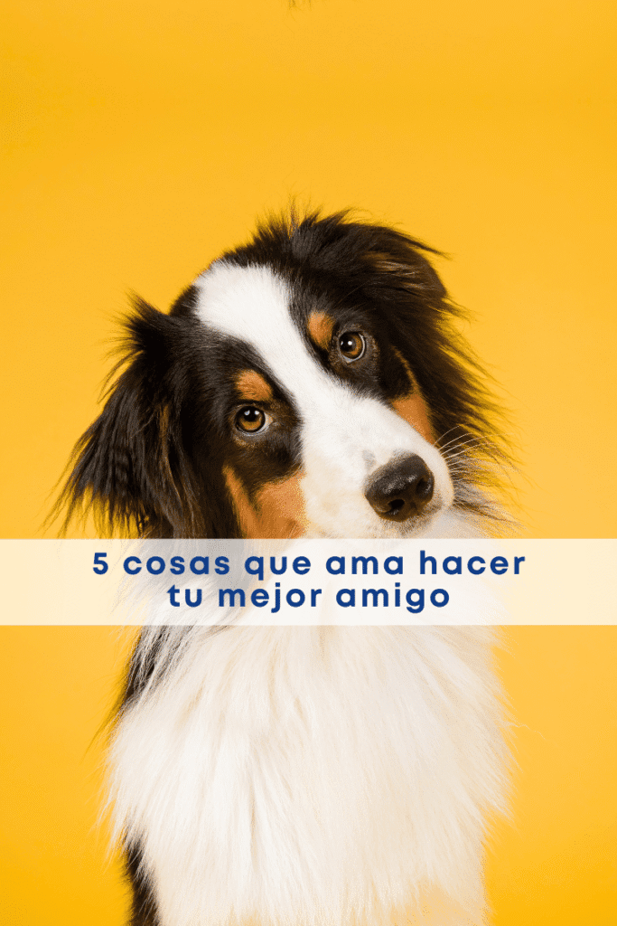 best.friends.mx_best.friends_mejores.amigos.juntos_pedigree_sobres_cosas.que.tu.perro.ama.hacer_alimento.humedo_comida.para.perro 1