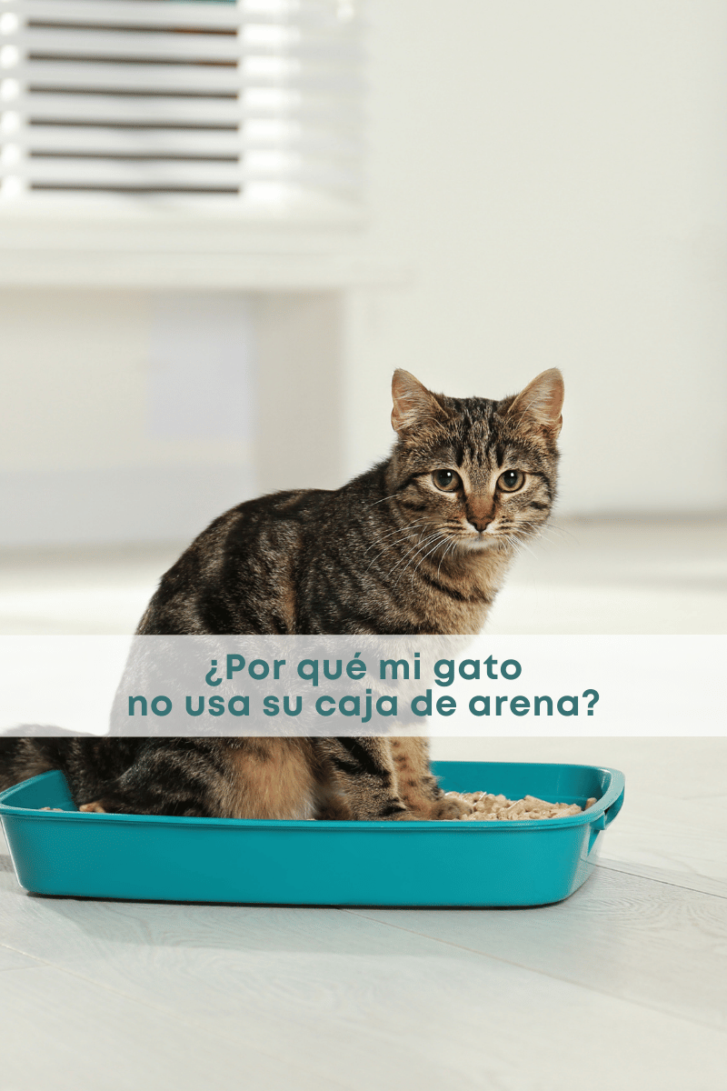 cats.friends_cats.friends.mx_gatificando.el.mundo_arenero_gato.no.usa.el.arenero_gato.no.quiere.su.caja_arena.para.gato_etologia_salud.felina 1