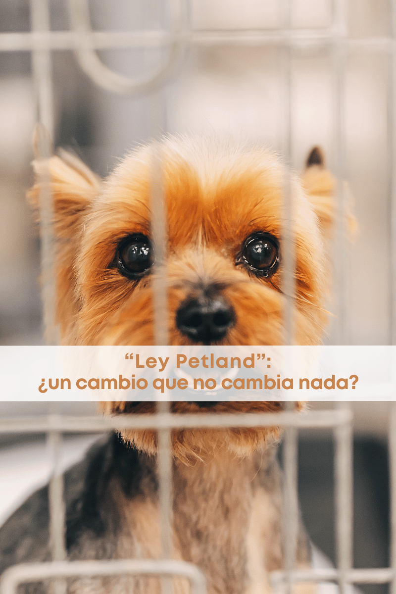 best.friends.mx_best.friends_mejores.amigos.juntos_paot_agatan_propuesta.de.cambio.de.ley.de.proteccion.y.bienestar.animal_criadores.de.perros_puppy.mills 1