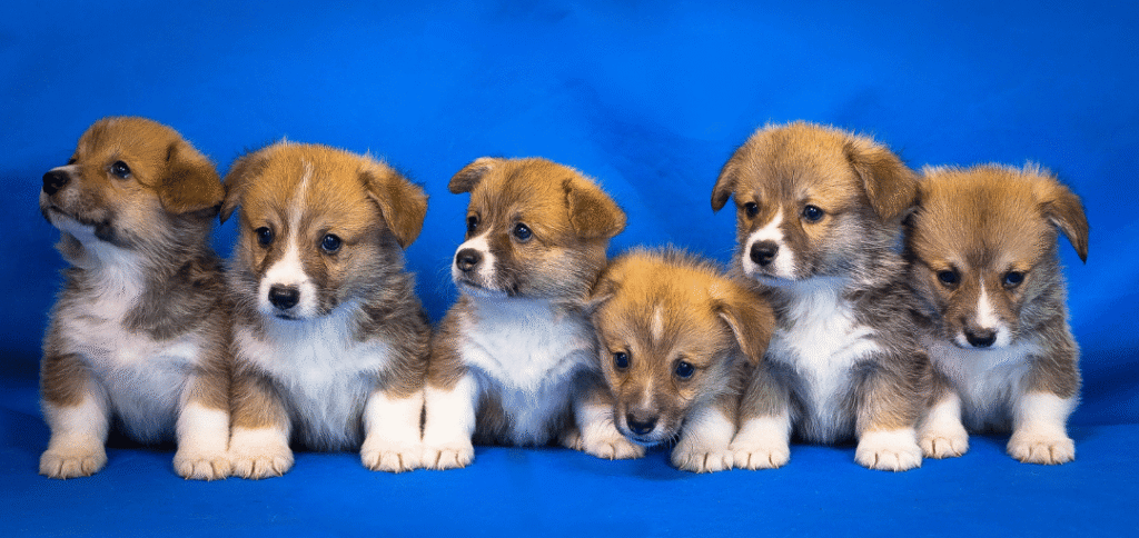 best.friends.mx_best.friends_mejores.amigos.juntos_ley.petland_paot_agatan_propuesta.de.cambio.de.ley.de.proteccion.y.bienestar.animal_criadores.de.perros_puppy.mills 3