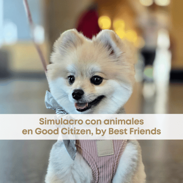 best.friends.mx_best.friends_mejores.amigos.juntos_mitikah_pet.parent_etovet_pupyflush_adaptil_mitikah_good.citizen_simulacro.con.animales