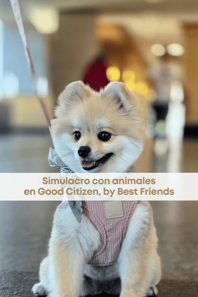 best.friends.mx_best.friends_mejores.amigos.juntos_mitikah_pet.parent_etovet_pupyflush_adaptil_mitikah_good.citizen_simulacro.con.animales