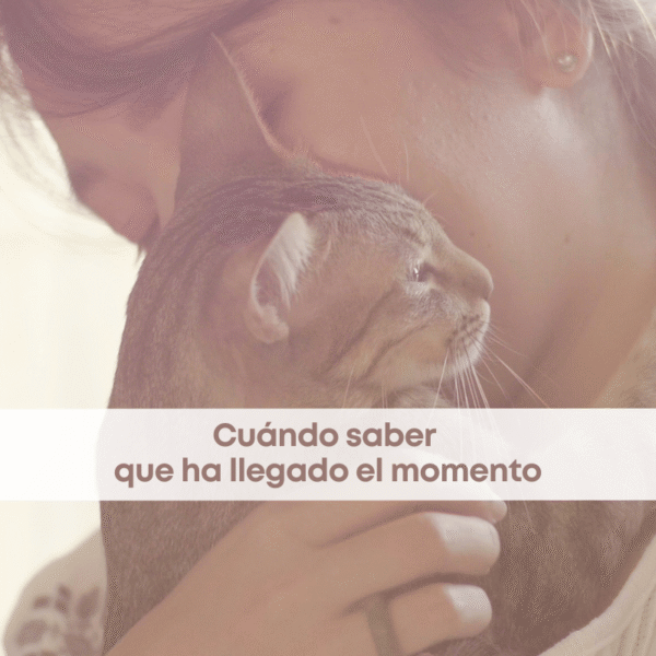 Eutanasia: cuándo saber que ha llegado el momento