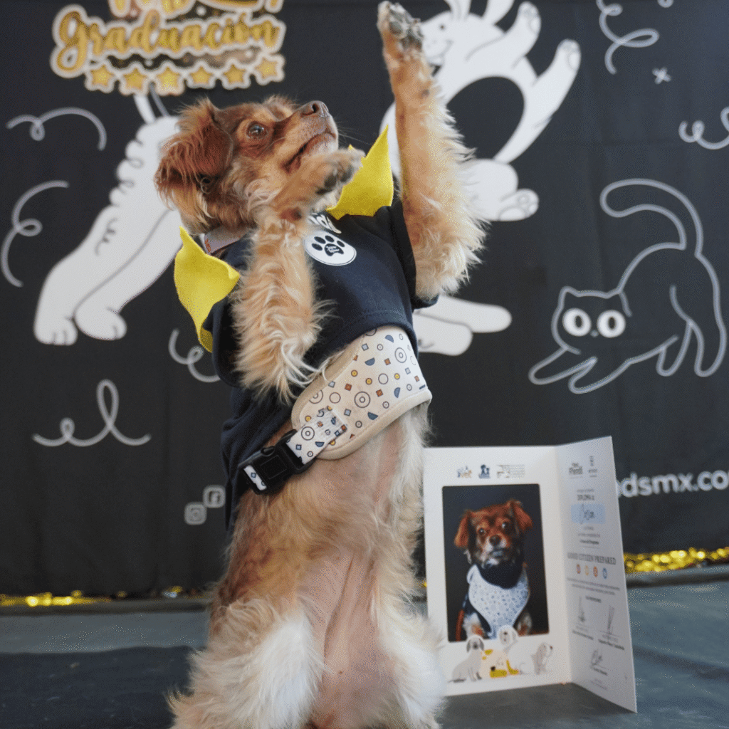 best.friends.mx_best.friends_mejores.amigos.juntos_good.citizen_buenos.ciudadanos_pet.parent_graduacion_bazar.para.perros.y.gatos.y.sus.humanos_tintoreto.343