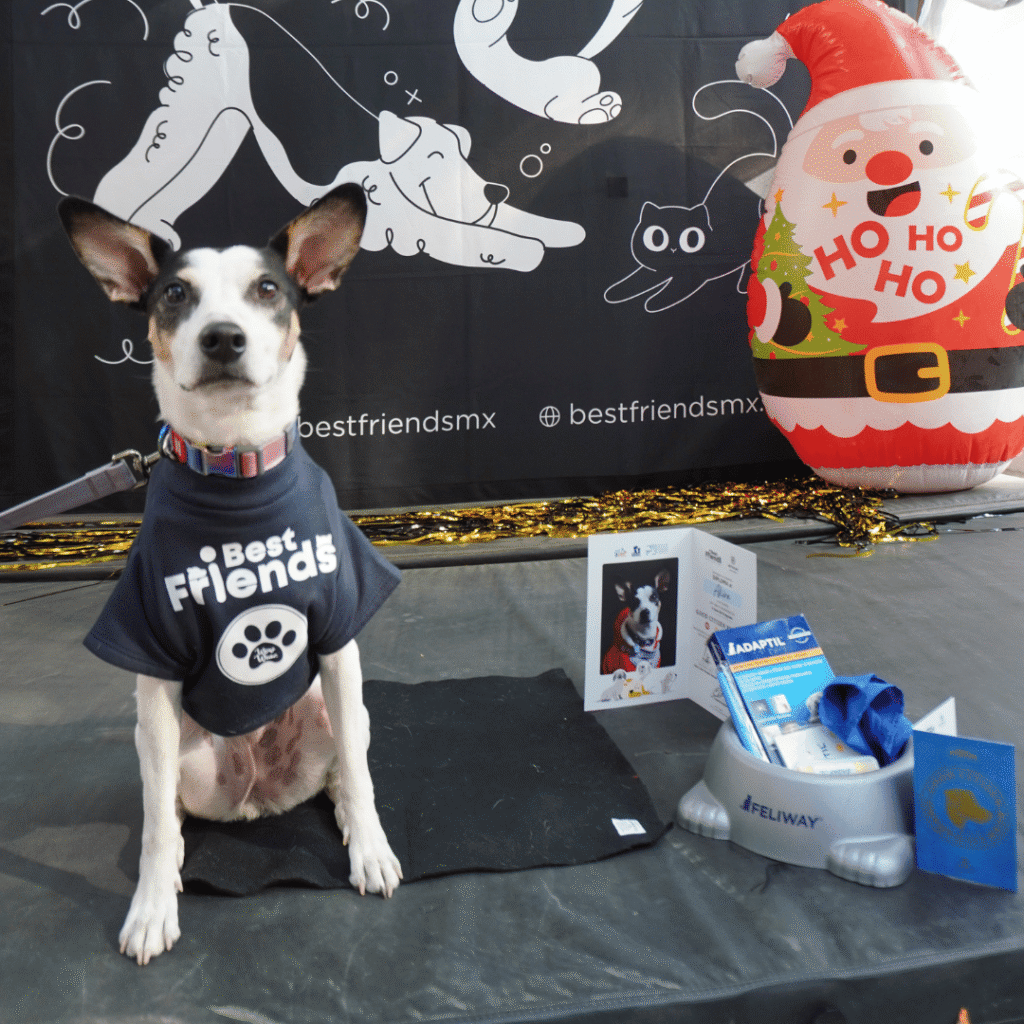 best.friends.mx_best.friends_mejores.amigos.juntos_good.citizen_buenos.ciudadanos_pet.parent_graduacion_bazar.para.perros.y.gatos.y.sus.humanos_tintoreto.346