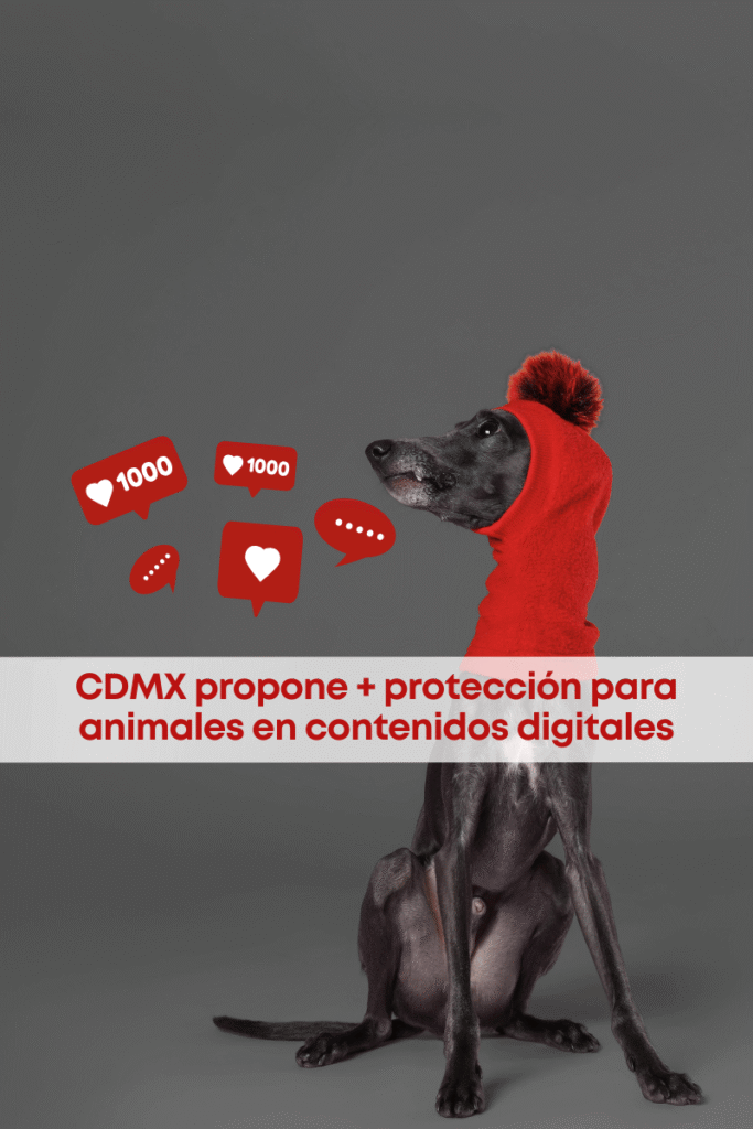 best.friends.mx_best.friends_mejores.amigos.juntos_mas.proteccion.para.animales.en.contenidos.digitales_perros.en.marchas_bienestar.animal_propuesta.ley