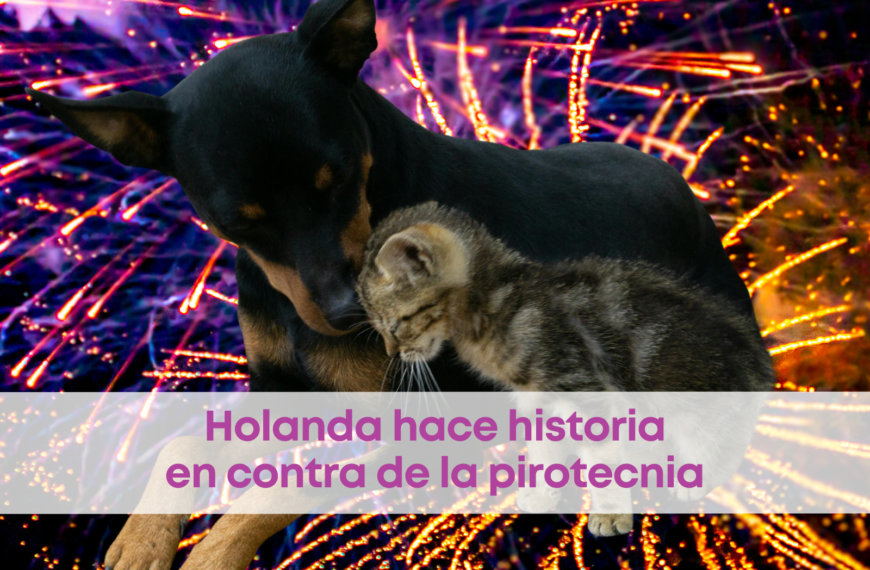 Holanda hace historia en contra de la pirotecnia