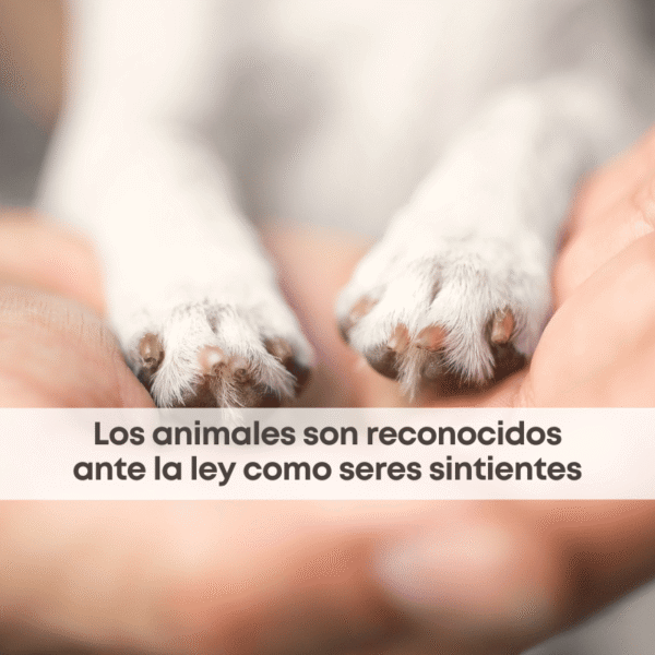 Seres sintientes: La protección animal avanza en la CDMX