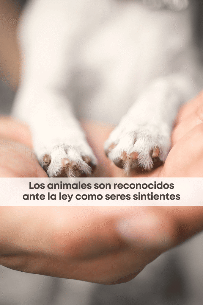 best.friends.mx_best.friends_mejores.amigos.juntos_seres.sintientes_mercado.de.sonora_prohibición.de.venta.de.animales_cdmx_clara.brugada_scjn_1