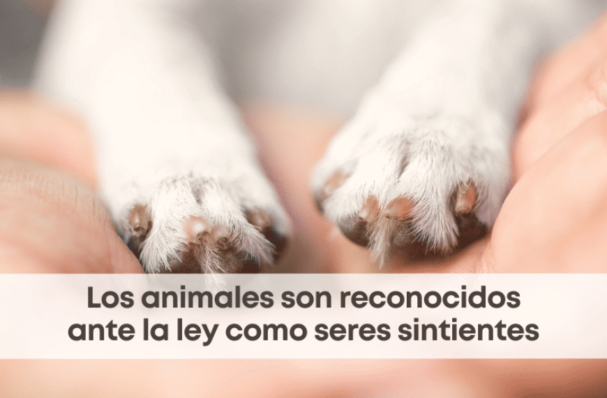 best.friends.mx_best.friends_mejores.amigos.juntos_seres.sintientes_mercado.de.sonora_prohibición.de.venta.de.animales_cdmx_clara.brugada_scjn_1