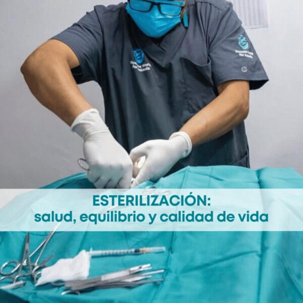 Esterilización: salud, equilibrio y calidad de vida para los animales
